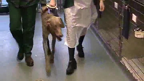 Thumbnail for Neurological examination in the dog: Clip 2