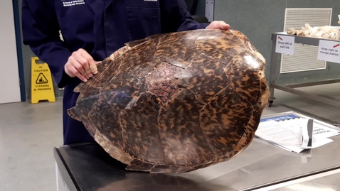 Thumbnail for Chelonian shell structure: Part 1