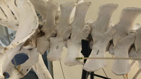 Thumbnail for entry Axial skeleton of the horse: Lumbar vertebrae