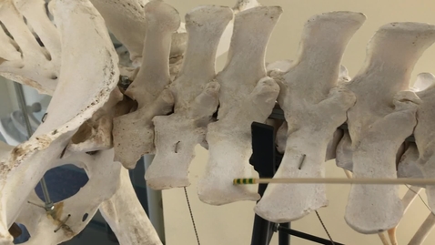 Thumbnail for Axial skeleton of the horse: Lumbar vertebrae