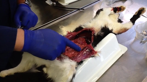 Thumbnail for Anatomy of the gastrointestinal tract in the cat