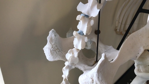 Thumbnail for Axial skeleton of the ox: Caudal vertebrae