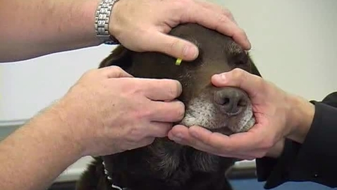 Thumbnail for Ophthalmic exam techniques: Schirmer's tear test