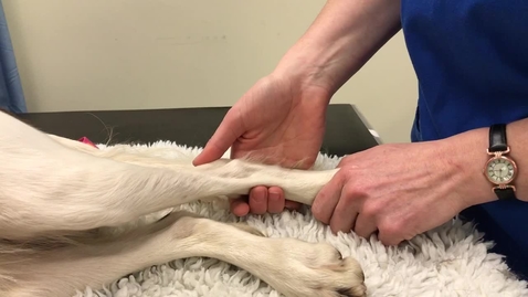 Thumbnail for Assessing peripheral pulses