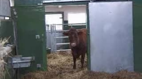 Thumbnail for The Mad Cow: BSE Clip 14