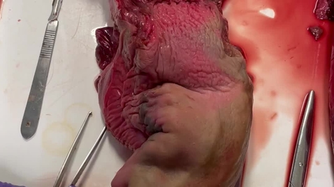 Thumbnail for Larynx anatomy in the horse: Part 1