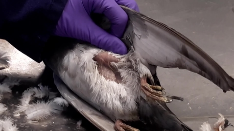 Thumbnail for Steps to place an air sac cannula in the bird