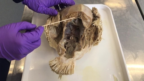 Thumbnail for Pectoral region of the bird