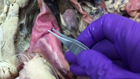 Thumbnail for entry Reproductive tract in the bitch in-situ: Clip 1