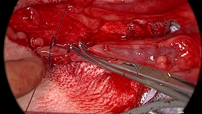 Closed castration dog hotsell