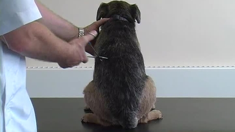Thumbnail for Neurological examination in the dog: Panniculus response