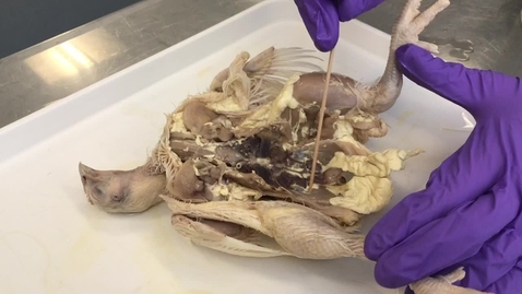 Thumbnail for Anatomy of the coelomic cavity in the bird