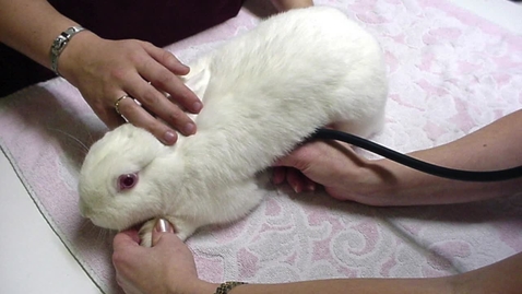 Thumbnail for Investigating cardiorespiratory disease in exotic species