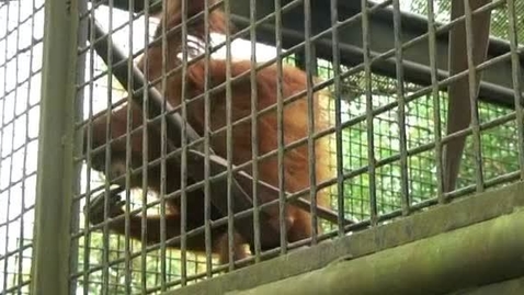 Thumbnail for entry Seeing the world through the eyes of an orangutan