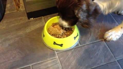 Thumbnail for Eating and swallowing in the dog: Clip 2