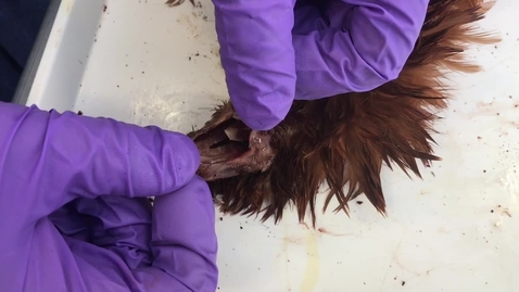 Thumbnail for Anatomy of the oral cavity in the chicken: Clip 1