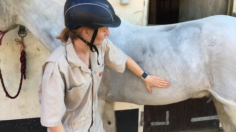 Thumbnail for Clinical examination in the horse: Back, thorax and abdomen exam