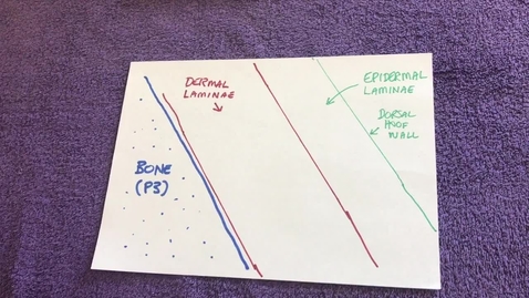 Thumbnail for entry Hoof growth demonstration