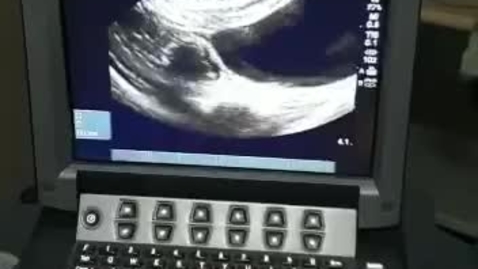 Thumbnail for entry Ultrasound scan for canine pregnancy diagnosis