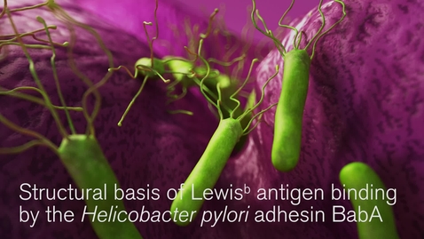 Thumbnail for Revealed - Helicobacter pylori’s secret weapon