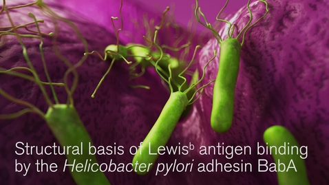 Thumbnail for entry Revealed - Helicobacter pylori’s secret weapon