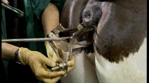 Thumbnail for entry Performing a Wilsher forceps-assisted embryo transfer in the cow