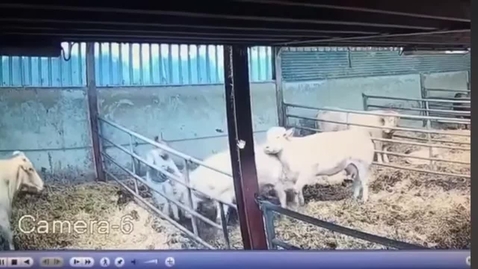Thumbnail for Poor cattle handling