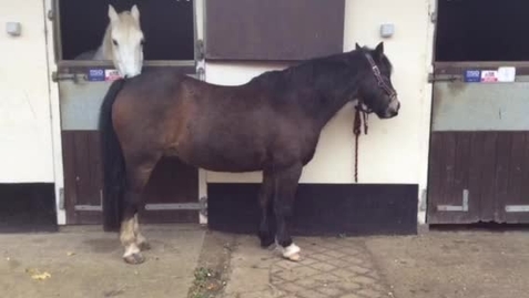 Thumbnail for Equine lameness examination (condensed version)