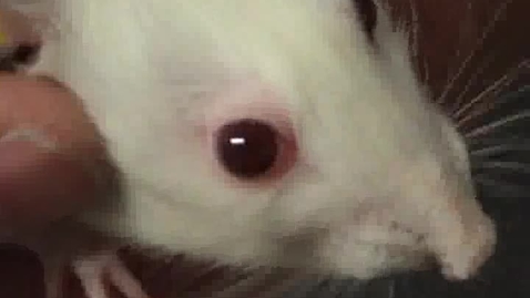 Thumbnail for Neurological examination in the rat: Nystagmus