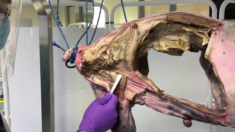 Thumbnail for Superficial inguinal ring in the ram