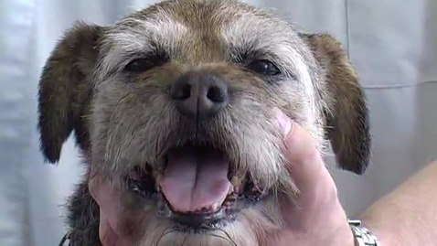 Thumbnail for Neurological examination in the dog: Palpebral response