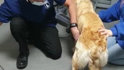 Thumbnail for Preparation of dog for pregnancy ultrasound