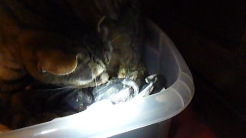 Thumbnail for Cat giving birth