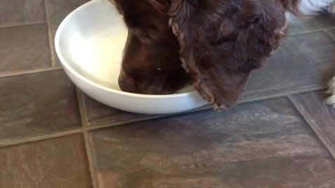Thumbnail for Eating and swallowing in the dog: Clip 6