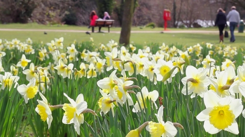 Thumbnail for entry University Park Daffodils