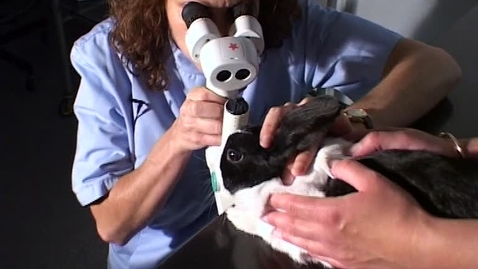 Thumbnail for Examining the eye in the rabbit