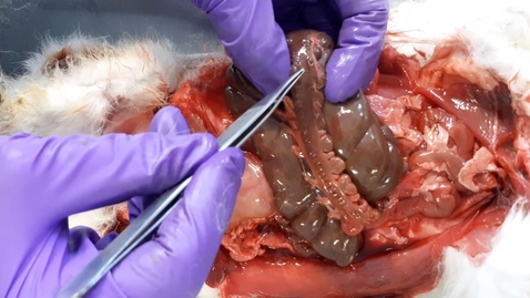 Thumbnail for Anatomy of the gastrointestinal tract in the rabbit: Proximal colon