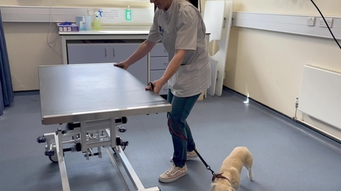 Thumbnail for Assessing your environment when handling dogs