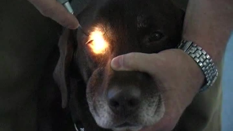 Thumbnail for Neurological examination in the dog: Swinging light test