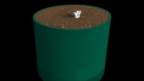 Thumbnail for Root system of a wheat seedling