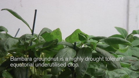 Thumbnail for Talk on Bambara Groundnut impresses at UK PlantSci 2014