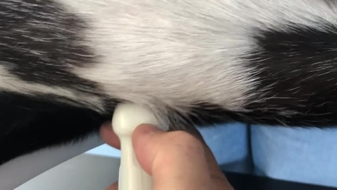 Thumbnail for Echocardigraphy in the live dog
