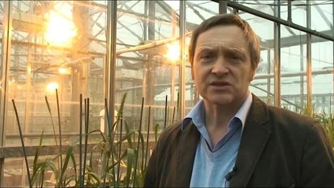 Thumbnail for Protecting the sustainability of wheat production