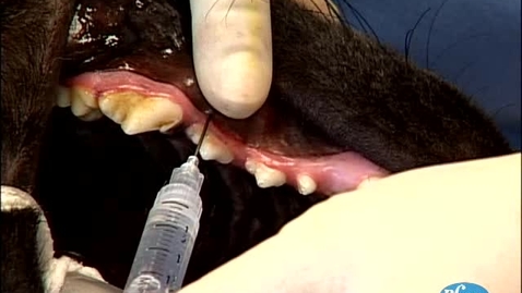 Thumbnail for Performing an infraorbital block in the dog