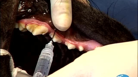 Thumbnail for entry Performing an infraorbital block in the dog