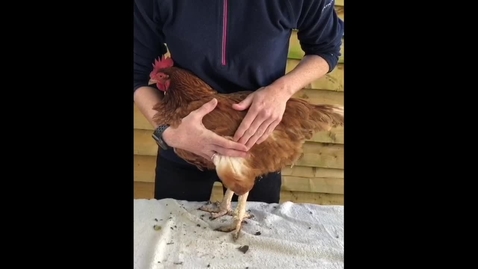 Thumbnail for Avian anatomy and practical techniques