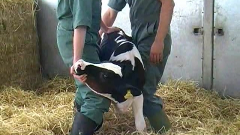 Thumbnail for entry Handling calves