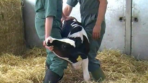 Thumbnail for Handling calves