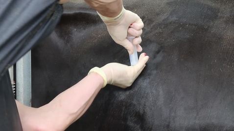 Thumbnail for Liver biopsy procedure in cattle