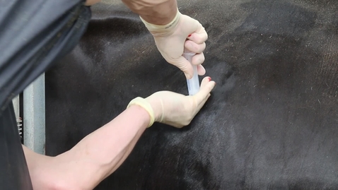 Thumbnail for entry Liver biopsy procedure in cattle